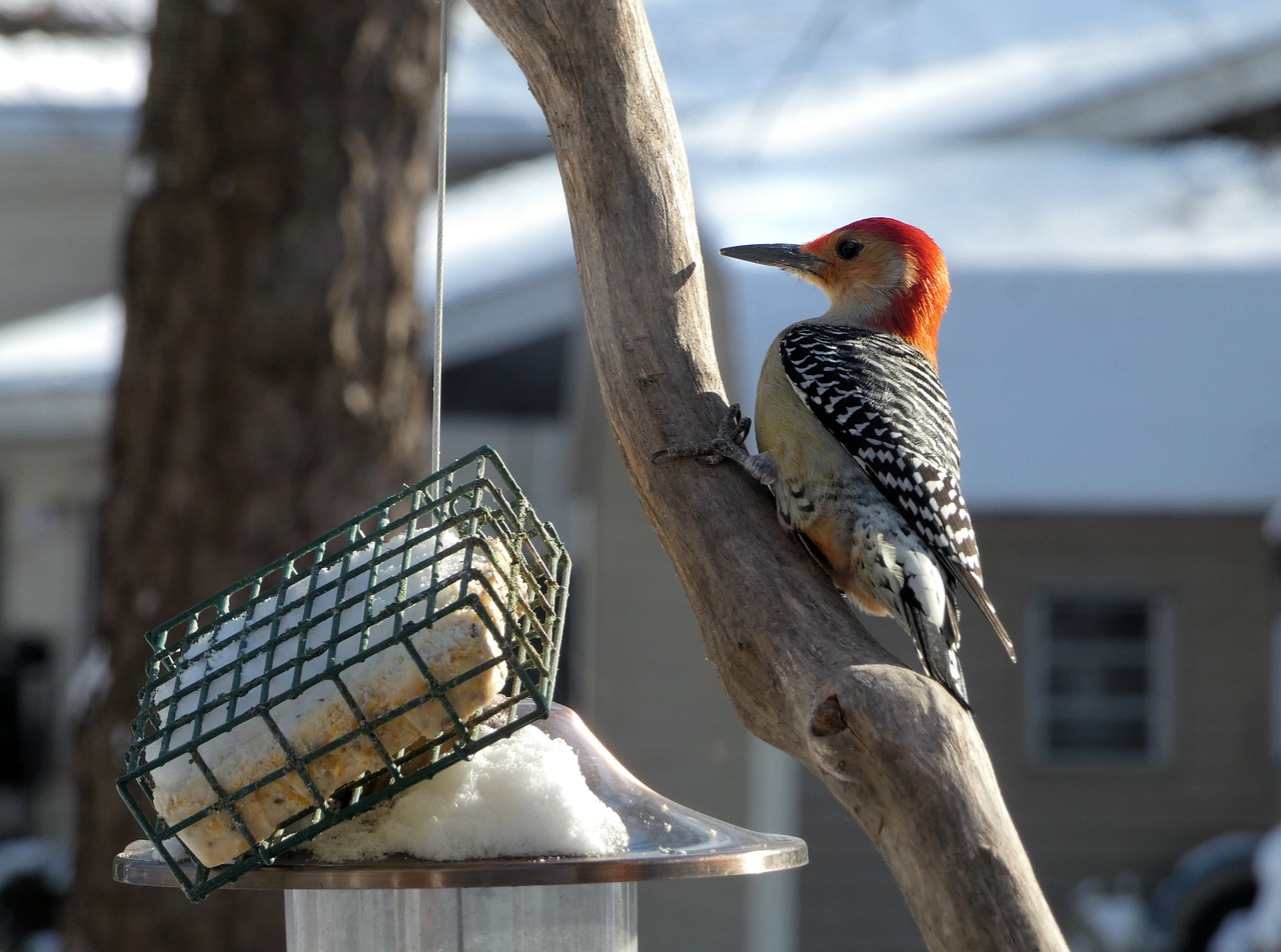 red bellied woodpecker g36e9f121f 1280